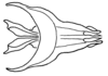 Aleuas albinae Carbonell, 2008: Fig. 27D. phallic complex, witthout epiphallus, dorsal view. (Otu).