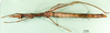 CollectionObject 1500894; dcb9b032-1bc7-4576-b249-04d1728e0000: female, ventral view (holotype). (CollectionObject).