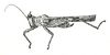 Xistra (Tegoxistra) corniculata (Stål, 1877): Fig. 68 (after holotype). male habitus. (Otu).