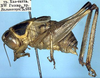Eumetrioptera pavlovskyi Miram, 1935: male (paratype). (Otu).