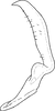 Stylus: Stylus. (Observation).