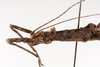 CollectionObject 1562366; 18015c91-8d6b-4b85-b5ad-3bd2e02bbe64: copyright ZMUH, Hamburg. female: head & thorax, lateral view (syntype). (CollectionObject).