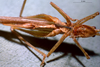 CollectionObject 1503301; MBBJ 3225082, ec449414-c641-4202-b73e-6918bca0af32: female, ventral view. (CollectionObject).