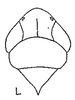 Head: !! display not done !! on Onura eburneola Oman, 1938: head, dorsally. (Observation).