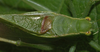 male pronotum and stridulatory area, dorsal view. Depicts Microcentrum retinerve (Burmeister, 1838), an Otu.