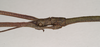 CollectionObject 1559490; dea99648-272c-4cb4-ad25-8011f635fffe: copyright Natural History Museum, London. male of synonym Lonchodes megabeast: head, lateral view (paratype). (CollectionObject).;CollectionObject 1559491; 4fdcf7e7-ecb2-4223-a4b5-815c99f9356c: copyright Natural History Museum, London. male of synonym Lonchodes megabeast: head, lateral view (paratype). (CollectionObject).;CollectionObject 1559492; fc7b68d4-ed99-4214-bd2d-ce4ab7982dba: copyright Natural History Museum, London. male of synonym Lonchodes megabeast: head, lateral view (paratype). (CollectionObject).