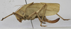 CollectionObject 1539574; 5b5217e5-88dd-4d19-905c-23190f59f00b: female, lateral view (holotype). (CollectionObject).
