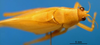 CollectionObject 1500526; 24761f4c-3a59-4dbd-b9a3-c970a3e644f6: male, dorsal view (syntype). (CollectionObject).