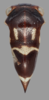 Habitus, dorsal view: !! display not done !! on Quadrinarea perezi Ramos Alemar, 1990: male. (Observation).