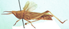 female, lateral view. Depicts Anablepia botswaniana Johnsen, 1991, an Otu.