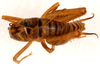CollectionObject 1499665; 66324459-c62c-4b3d-9189-5b6f9d4450f5: male, dorsal view. (CollectionObject).
