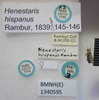 Henestaris laticeps hispanus Rambur, 1839: Henestaris hispanicus. Paralectotype. (BMNH) - (CC BY-NC 4.0) Photo by Stuart Cole, reproduced with permission from the Natural History Museum, London, UK. (Otu).