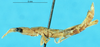 CollectionObject 1507051; 8faa69cd-1183-490d-b353-4957539322ab: male, lateral view (holotype). (CollectionObject).