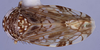 Habitus, dorsal view: !! display not done !! on Bahita Oman, 1938: n. sp. 6-10: (Observation).