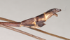 CollectionObject 1561631; NHMUK(SF IMPORT DUPLICATE) 845007, 6d908bde-6437-4ee8-8183-895f127ccbe0: copyright Natural History Museum, London. male: end of abdomen, lateral view (holotype). (CollectionObject).