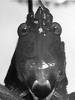Erioloides longinoi Naskrecki & Cohn, 2000: male face. (Otu).