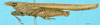 CollectionObject 1578003; 2e8a9926-3bcd-4944-b4f5-481bbf8356af: male, lateral view. (CollectionObject).