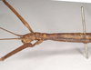 CollectionObject 1559535; NHMUK(SF IMPORT DUPLICATE) 844764, 7d7ca30d-f78a-48f9-a79e-f9a86e4ca1de: copyright Natural History Museum, London. female: head and thorax, lateral view (holotype). (CollectionObject).