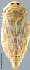 Habitus, dorsal view: Euscelis seriphidii, dorsal habitus (INHS). (Observation).