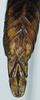 CollectionObject 1583402; dcf4d0cd-59b7-4914-a2fd-cabb8a20d510: male, abdomen. (CollectionObject).