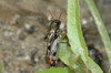 Ellipes minuta minuta (Scudder, 1862): individual from Ohio. (Otu).