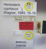 Henestaris laticeps cypriacus Wagner, 1949: Henestaris cypriacus. Paratype. (BMNH) - (CC BY-NC 4.0) Photo by Stuart Cole, reproduced with permission from the Natural History Museum, London, UK. (Otu).