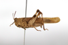 female, lateral view (paratype). Depicts CollectionObject 1594423; 2bdc562e-521d-45b4-a6a0-a668a08ef62b, a CollectionObject.