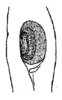 Callimenellus fumidus Walker, 1871: Fig. 3. ear in foretibia. (Otu).