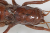CollectionObject 1505597; 115debb9-a969-4567-8ba3-29bb6b007351: Female, dorsal view (syntype). (CollectionObject).