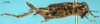 CollectionObject 1590013; 9e0c4322-da10-434b-b457-03e01684358f: female, lateral view (allotype). (CollectionObject).