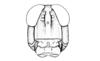 Hazelacris nigrovittatus Ronderos, 1981: Fig. 12. male, head, frontal view. (Otu).