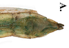 CollectionObject 1582863; SD<IH> Coll. RC 16-098, 2bc9cadc-ab55-49ee-83b1-419b07a9561d: copyright SDNHM. male: end of abdomen, ventral view (paratype). (CollectionObject).