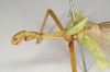 CollectionObject 1558414; NHMUK(SF IMPORT DUPLICATE) 845091, 59589231-d97c-45df-9f99-8e020a149c35: copyright Natural History Museum, London. female: head and thorax, lateral view of synonym Phasma (Diura) roseipennis (holotype). (CollectionObject).