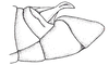 Atrachelacris olivaceus (Bruner, 1911): Fig. 2H. male abdomen tip, ateral view. (Otu).