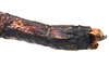 CollectionObject 1581332; 7c2deb88-1d1e-4469-b21a-2602c7ee2e92: copyright ZRC Singapore. female@ end of abdomen, dorsal view (holotype). (CollectionObject).