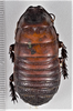 CollectionObject 1618752; dcd10f26-cdd6-4524-ac27-44ba4b9088a9: (CollectionObject).