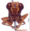 CollectionObject 1522285; fa40ba7a-4d1b-4271-8fef-7dcb4123ca07: female, frontal view (holotype). (CollectionObject).