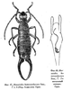 Mesasiobia hemixanthocara Semenov, 1908: Fig. 47. Mesasiobia hemixanthocara Sem. Male X 4. (Almaty environs). Original. Fig.48 Mesasiobia hemixanthocara Sem. Male genitalia. Original. (Otu).
