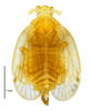 Habitus, dorsal view: !! display not done !! on Confuga persephone Fennah, 1975: (Observation).