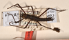CollectionObject 1558157; 4196dd36-11e2-4d06-a72b-71c1b48833a5: copyright OUMNH. male, dorsal view (lectotype). (CollectionObject).