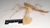 CollectionObject 1561799; 0020be0e-957d-4152-8b3b-2acb91febdf1: copyright Natural History Museum, London. female, lateral view (neotype) former syntype of synonym Ignacia appendiculata. (CollectionObject).