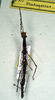CollectionObject 1557842; 732aae4d-2a39-46be-8ba3-8ab215330a41: copyright NMW. female (holotype). (CollectionObject).