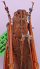 CollectionObject 1530753; 5ad6be2c-7cd5-4480-b1d2-f95c6988db70: SMNS, Stuttgart, CRT000011S01. female, dorsal view. (CollectionObject).
