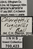 Other: !! display not done !! on Chlorotettix rugicollis Ball, 1903: Labels. (Observation).