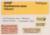 CollectionObject 1523746; 7b3cdb95-23d3-442c-af9d-6fe7c04ba3c7: labels (holotype). (CollectionObject).