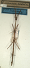 CollectionObject 1557729; NMW 525, 7e3d0367-40d1-4675-a2df-430aaed67010: copyright NMW, Vienna. male (syntype). (CollectionObject).
