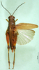CollectionObject 1501204; b8896c25-629a-4298-87dd-9029ab2d9ed4: female, dorsal view (holotype). (CollectionObject).