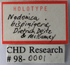 Other on Nodonica bispinigera Dietrich, McKamey & Deitz, 2001: (Observation).