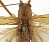 CollectionObject 1529700; 144913fb-2bba-45f8-8bba-28072b271496: male stridulatory apparatus (holotype). (CollectionObject).