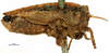 female, lateral view (syntype). Depicts CollectionObject 1578176; OUM 735 4/4, a7ef7d67-db95-4c3b-81f8-c0fced7ffdee, a CollectionObject.